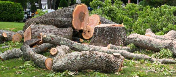 Reliable Doral, FL Tree Care Solutions